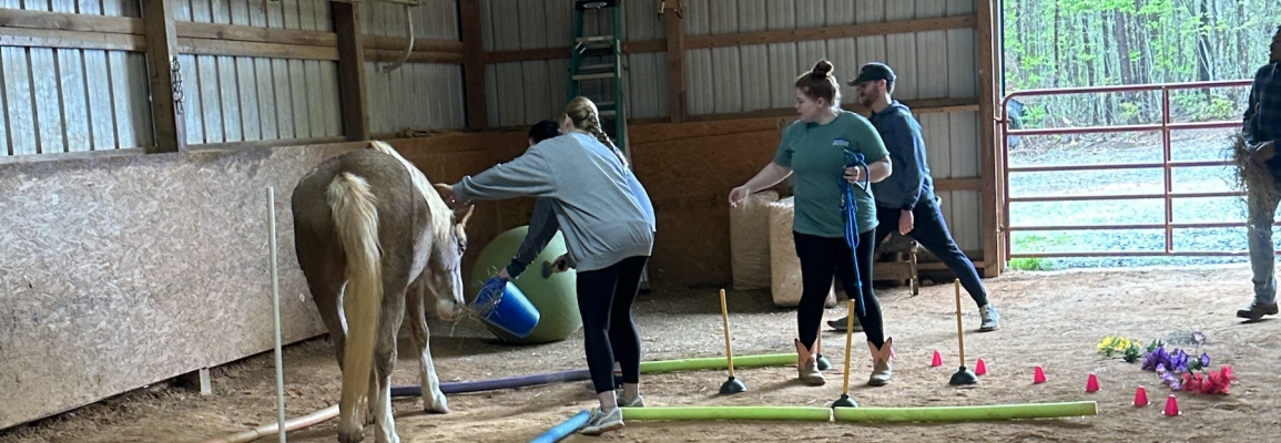 Students guiding horse through obstacle course
