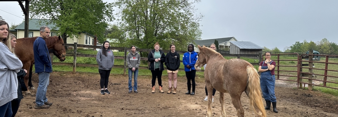 Students standing near a horse 